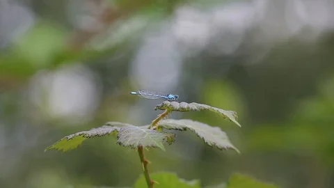 Blue Dragonfly Stock Footage 113848272