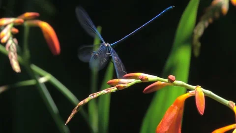 Blue dragonfly Stock Footage 209146173