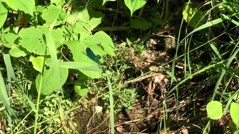 Blue dragonfly Stock Footage 233248515