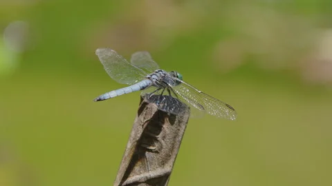 Blue Dragonfly Stock Footage 280419354