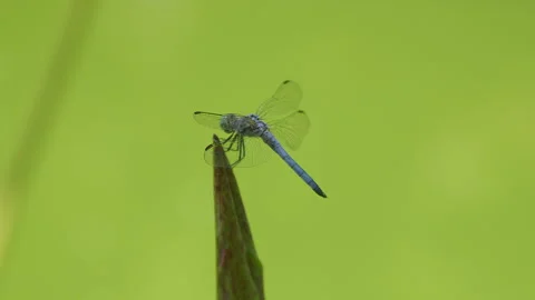 Blue Dragonfly Stock Footage 280436528