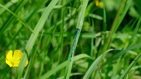 Blue dragonfly Video stock 312628956