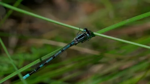 Blue dragonfly Stock Footage 312628957