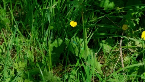 Blue dragonfly Stock Footage 312628966