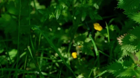 Blue dragonfly Stock Footage 312628991