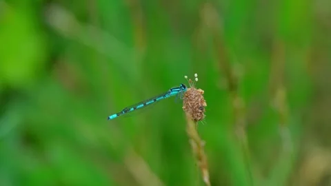 Blue dragonfly Stock Footage 312628993