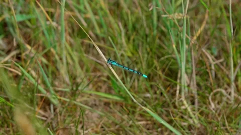 Blue dragonfly Video stock 312629026