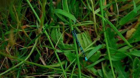 Blue dragonfly Stock Footage 312629033