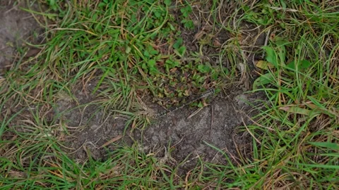 Blue dragonfly Video stock 312629034