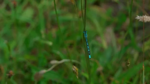 Blue dragonfly Stock Footage 312629036