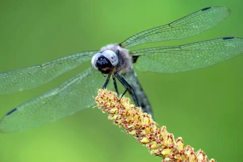 Blue dragonfly on grass Stock Photos