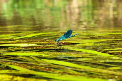 Blue dragonfly on green algae on the river. Stock Photos