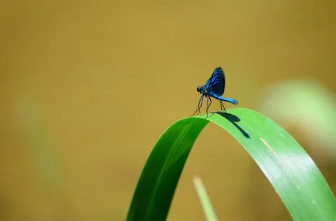 Blue dragonfly on a green leaf. Dragonfly Stock Photos
