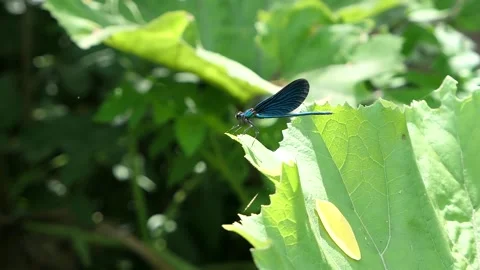 A blue dragonfly on a green leaf in the wilderness Video stock 201411913