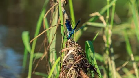 Blue dragonfly insect on grass Stock Photos