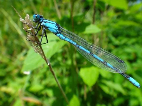 Blue dragonfly insect Фото