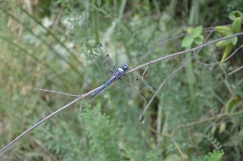Blue dragonfly insect on tree branch or stick Stock Photos