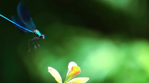 Blue dragonfly landing Stock-Footage 66345596