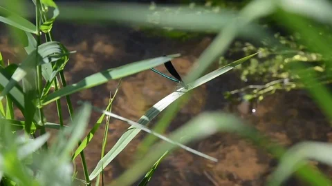 Blue Dragonfly on a leave fighting the wind Video stock 77848093