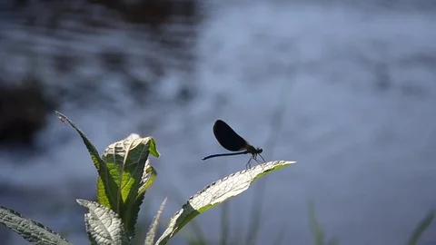 Blue dragonfly on a leave near a river Stock Footage