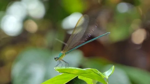 Blue dragonfly on leaves. Video stock 92334800