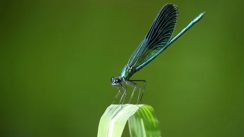 Blue dragonfly (Libellula) laid on a leaf 2 4K- Italian Nature Stock Footage 95991574
