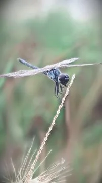 Blue Dragonfly Macro on Grass Stem Stock-Fotos
