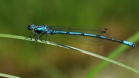 Blue dragonfly, odonata sitting on grass. Macro animal Video stock 156516451