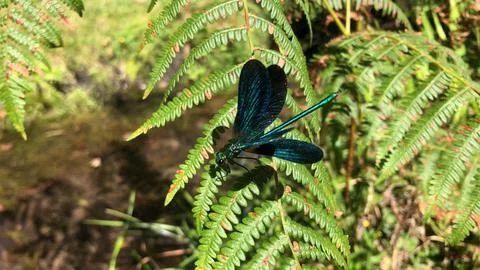 Blue dragonfly with open wings Stock Photos