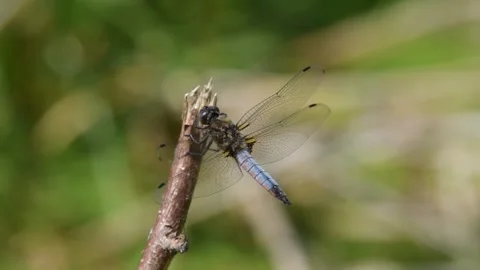 Blue Dragonfly Perched on a Dry Twig in Lush Green Natural Habitat Stock Footage 313231738