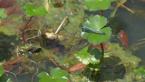 Blue dragonfly perches on a green leaf, then flies away 4K Видео 107786273