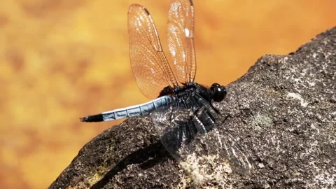 A blue dragonfly perches on a rock by the stream, withstanding strong wind. Stock Footage 340469596
