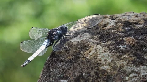 A blue dragonfly perches on a rock by the stream. Stock Footage 340469900