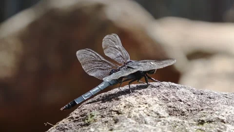A blue dragonfly perches on a rock by the stream, withstanding strong wind. Stock Footage 340470369