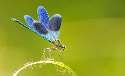 Blue dragonfly Stock Photos