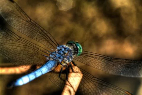 Blue dragonfly Stock Photos
