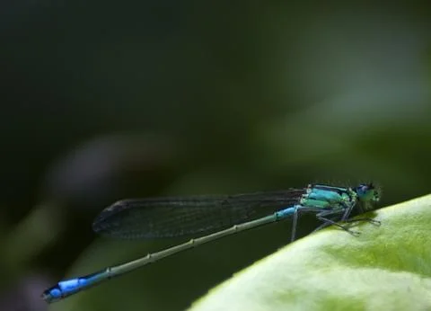 Blue dragonfly Stock Photos