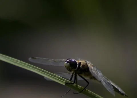 Blue dragonfly Stock Photos