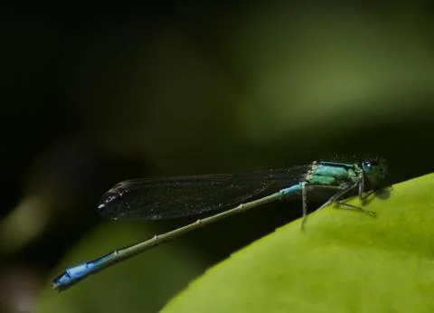 Blue dragonfly Stock Photos
