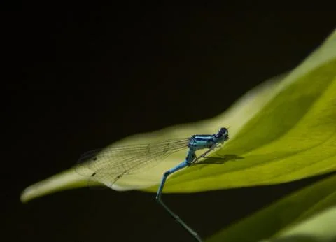 Blue dragonfly Stock Photos