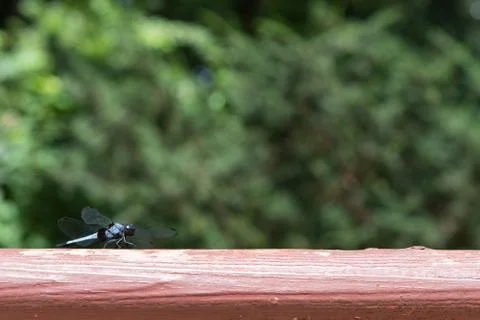 Blue dragonfly Stock Photos