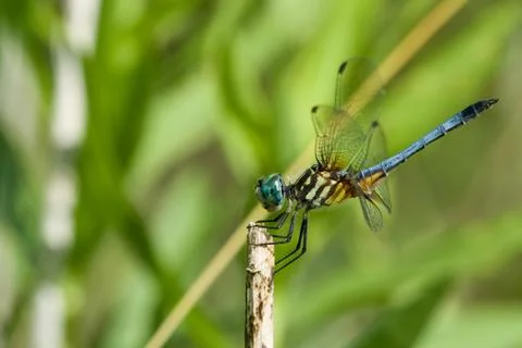 Blue Dragonfly Stock Photos