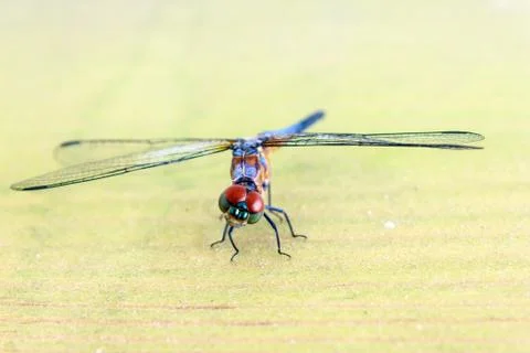 Blue dragonfly Stock Photos