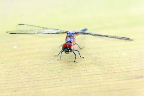 Blue dragonfly Stock Photos