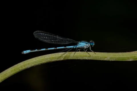 Blue dragonfly Foto stock