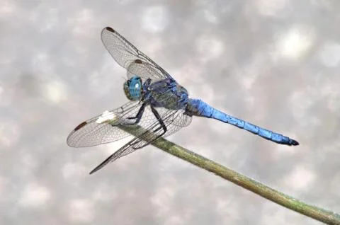 Blue dragonfly Fotos Stock