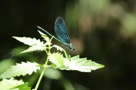 Blue dragonfly Stockfoto's