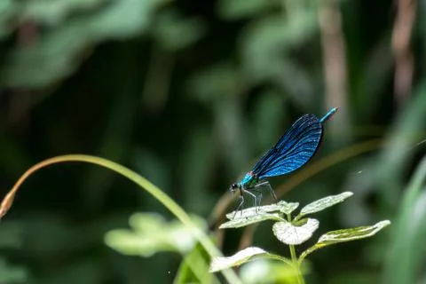 A blue dragonfly Stock Photos