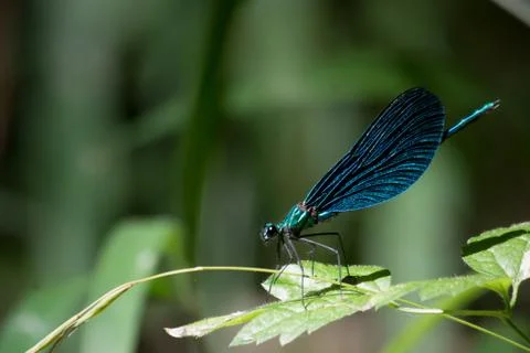 A blue dragonfly Stock Photos