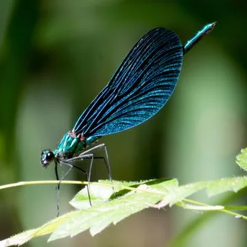 A blue dragonfly Stock Photos